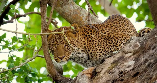 管中窺豹,可見一斑