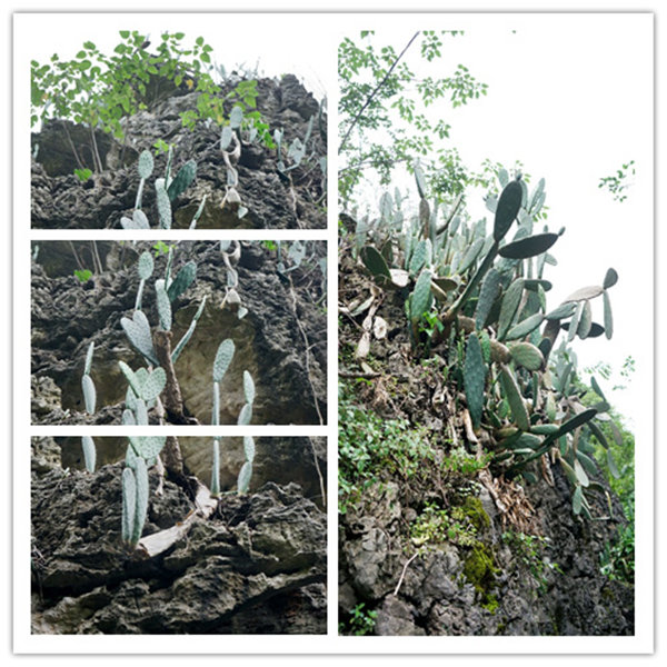 多彩貴州，魅力天下，2021年廣東博皓快樂貴州行-4