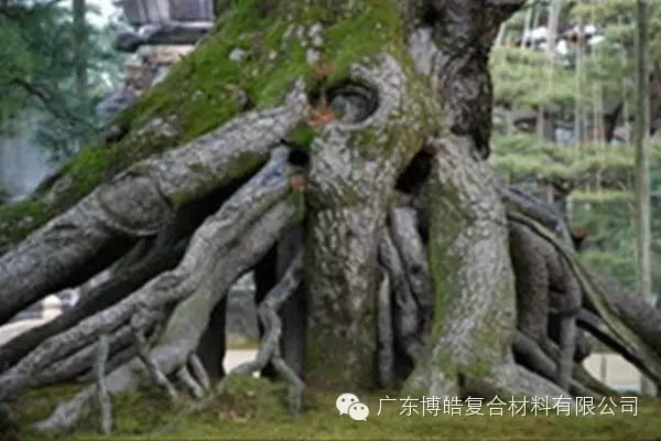 【博皓感悟】欲為大樹，莫與草爭-5