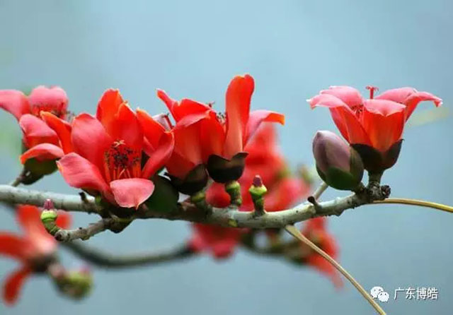 正值人間四月天,博皓2017年一季度會(huì)議拉開了序幕